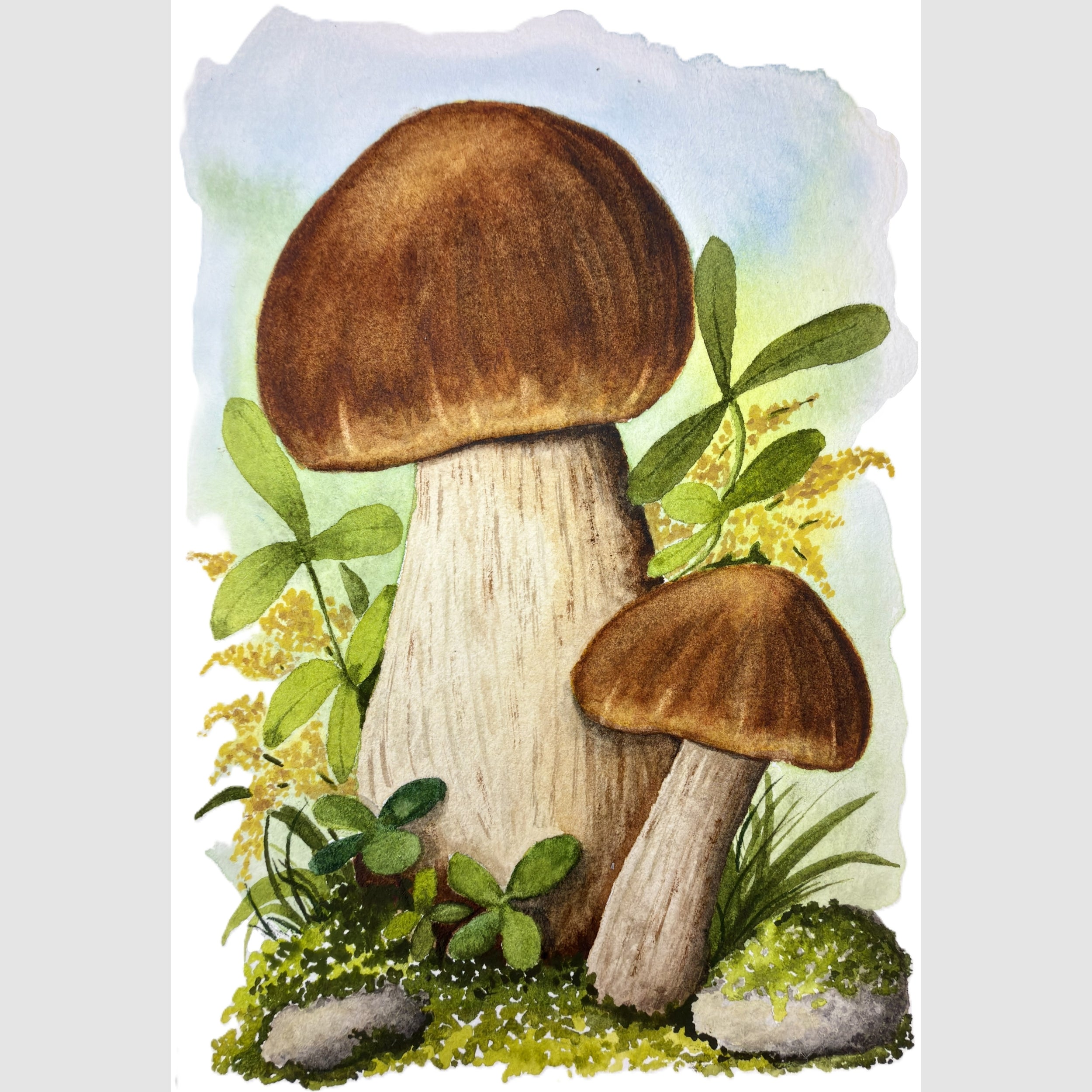 Porcini Mushrooms Framed Print